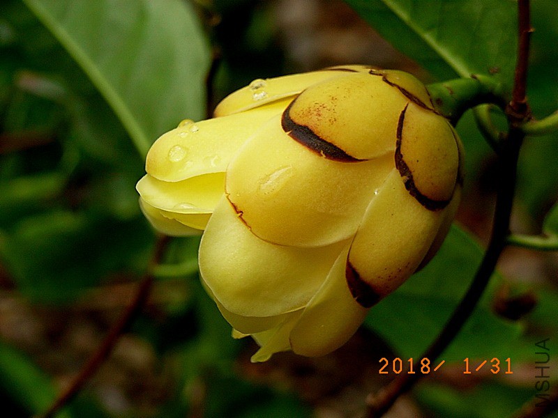 ��ؕ�𻨲�a2.jpg