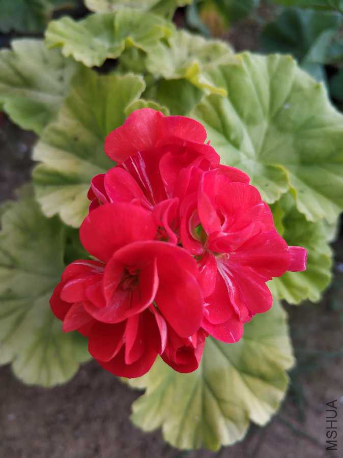 IMG_20190312_155542.jpg