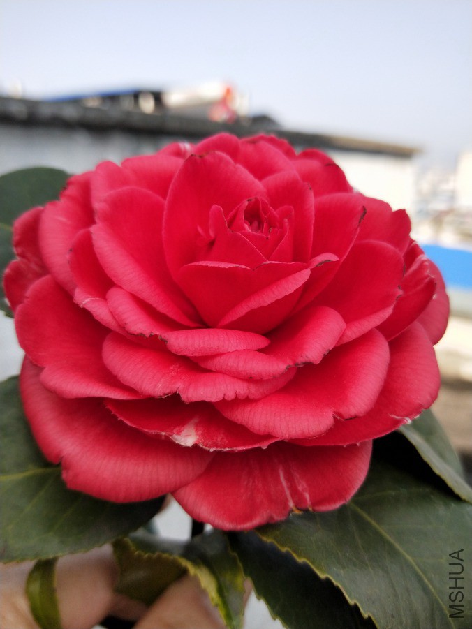 IMG20190312092211.jpg