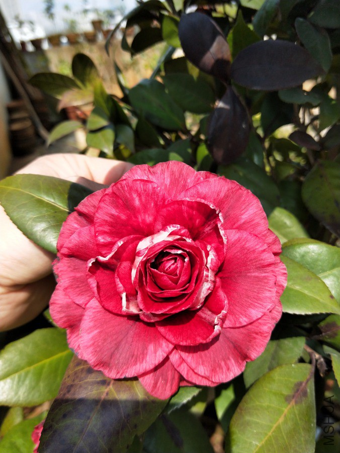 IMG20190310121016.jpg
