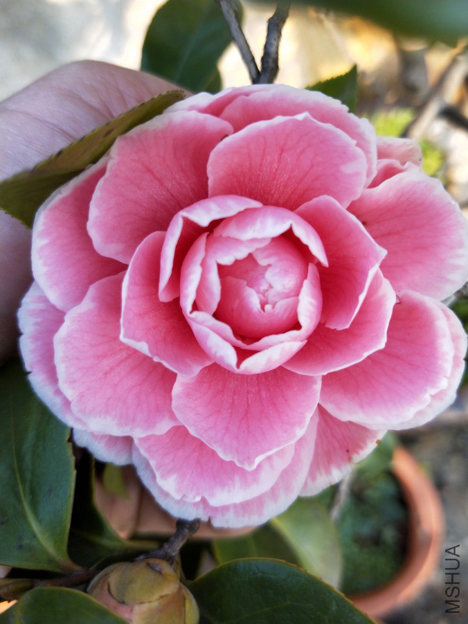 IMG20190310171341.jpg