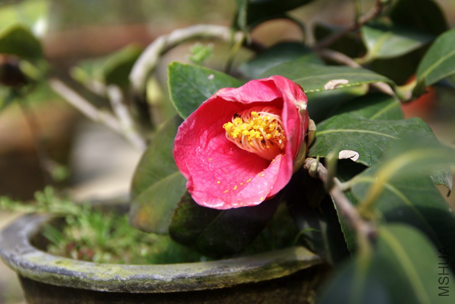 IMGP2704.JPG