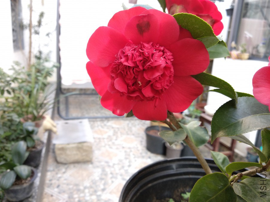IMG_20190313_073929.jpg