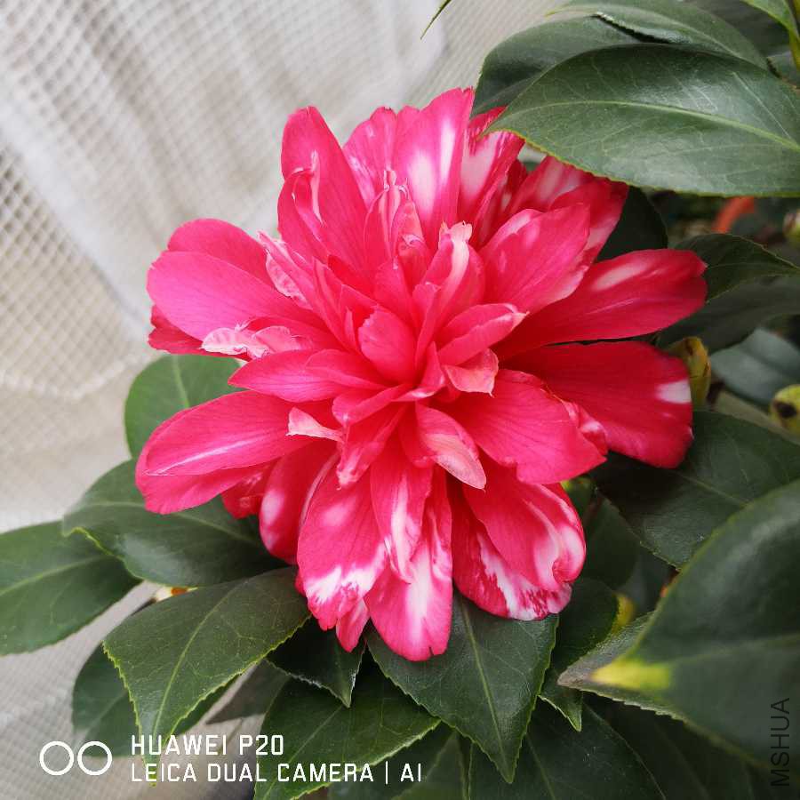 IMG_20190313_080356.jpg
