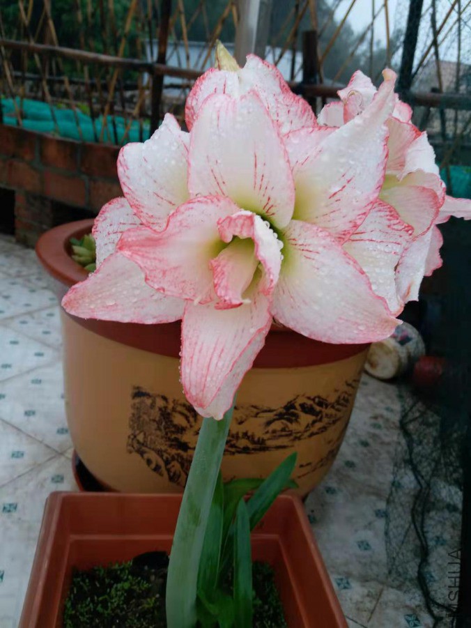 ΢��ͼƬ_20190313163857.jpg