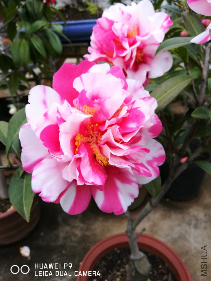 IMG_20190314_171113.jpg