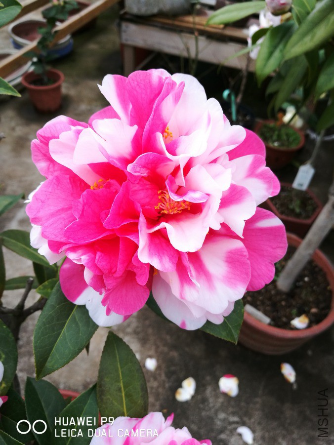 IMG_20190314_170848.jpg