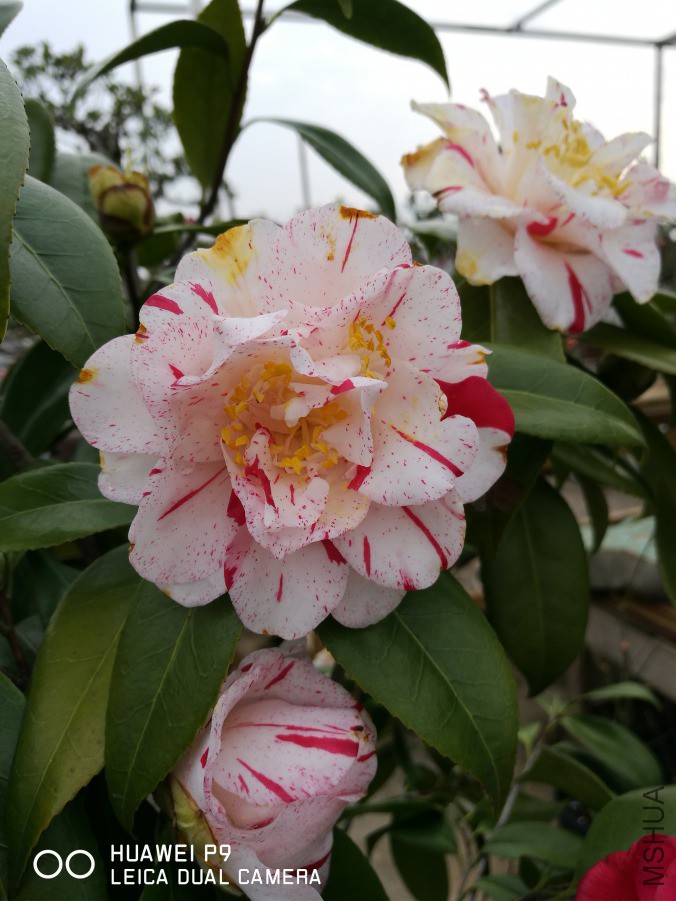 IMG_20190314_171420.jpg