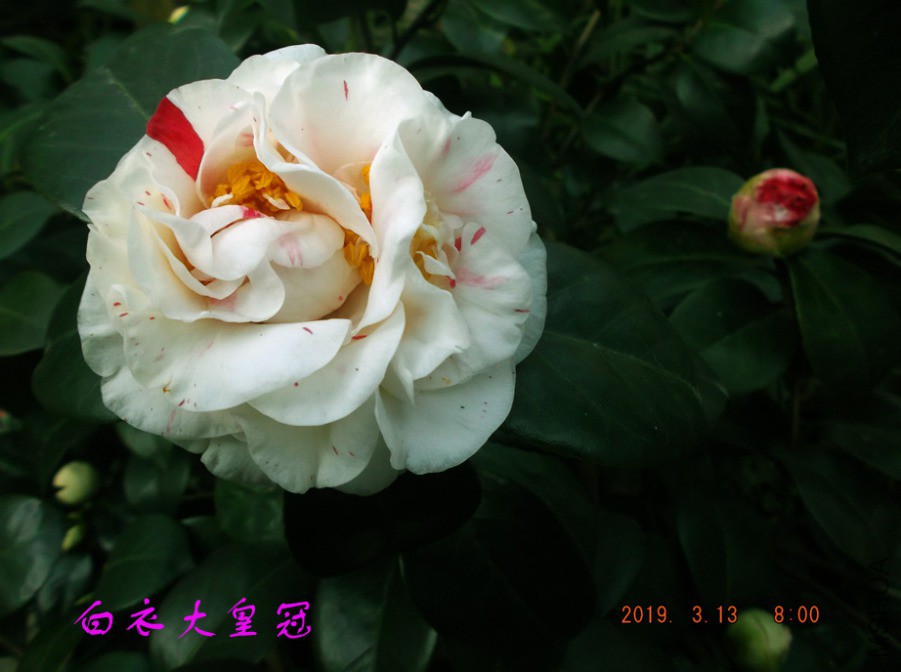 2019-3-13jx 001 ����w.jpg