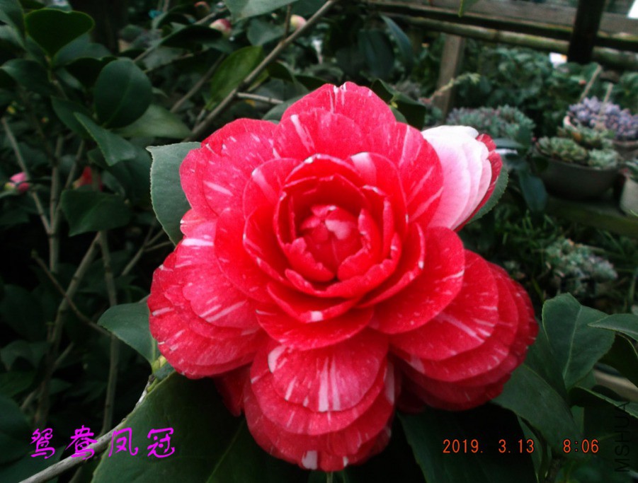 2019-3-13jx 014 ����w.jpg