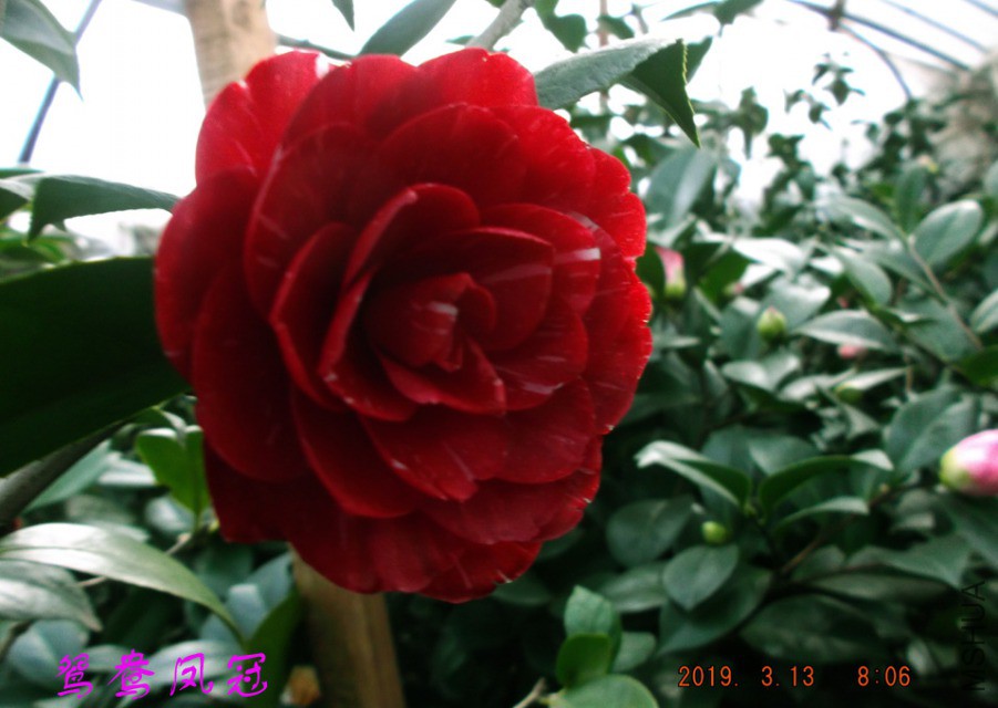 2019-3-13jx 015 ����w.jpg