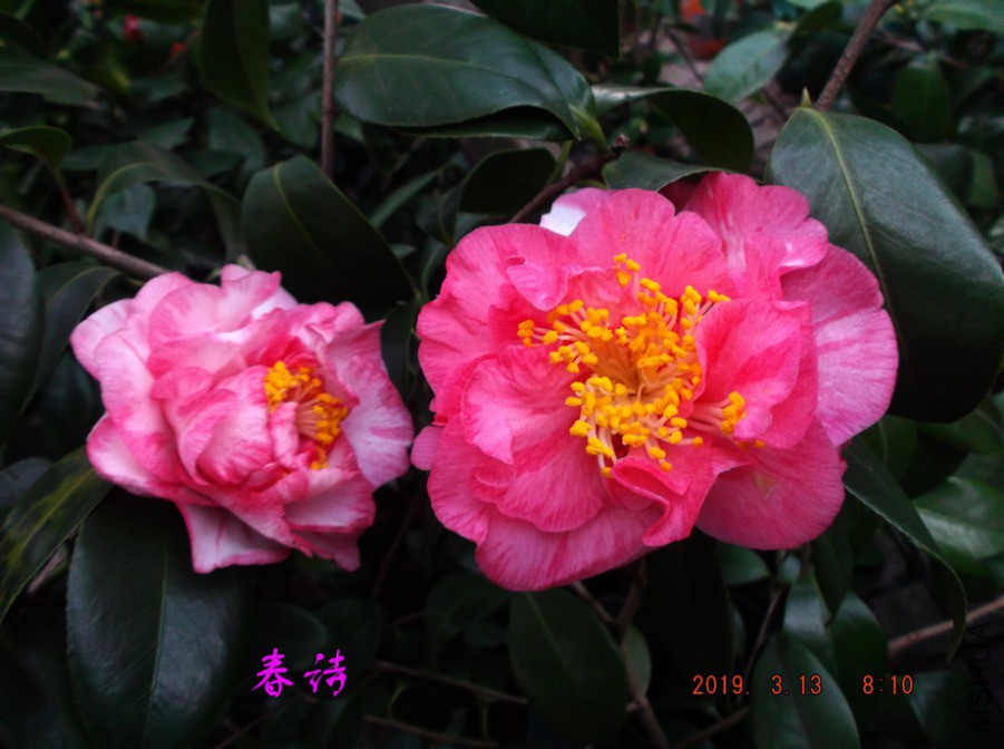 2019-3-13jx 016 ����w.jpg