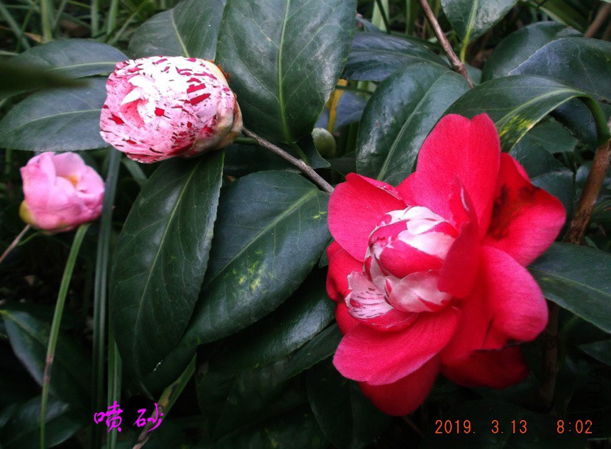 2019-3-13jx 009 ����w.jpg