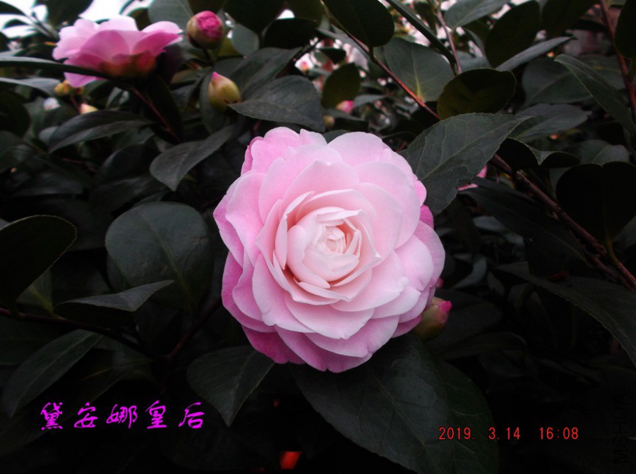 2019-3-14jx 008 ����w.jpg