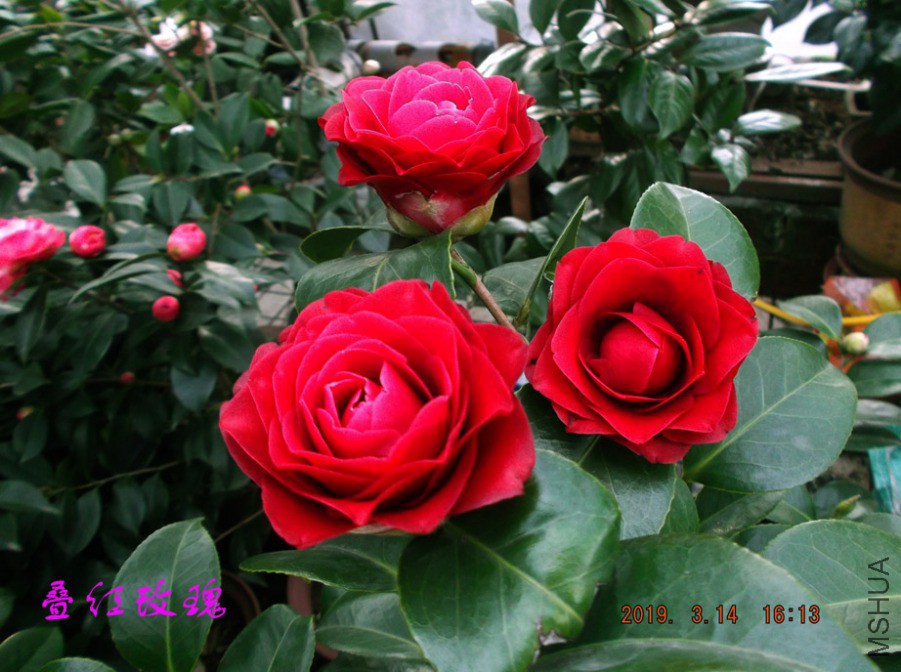 2019-3-14jx 016 ����w.jpg
