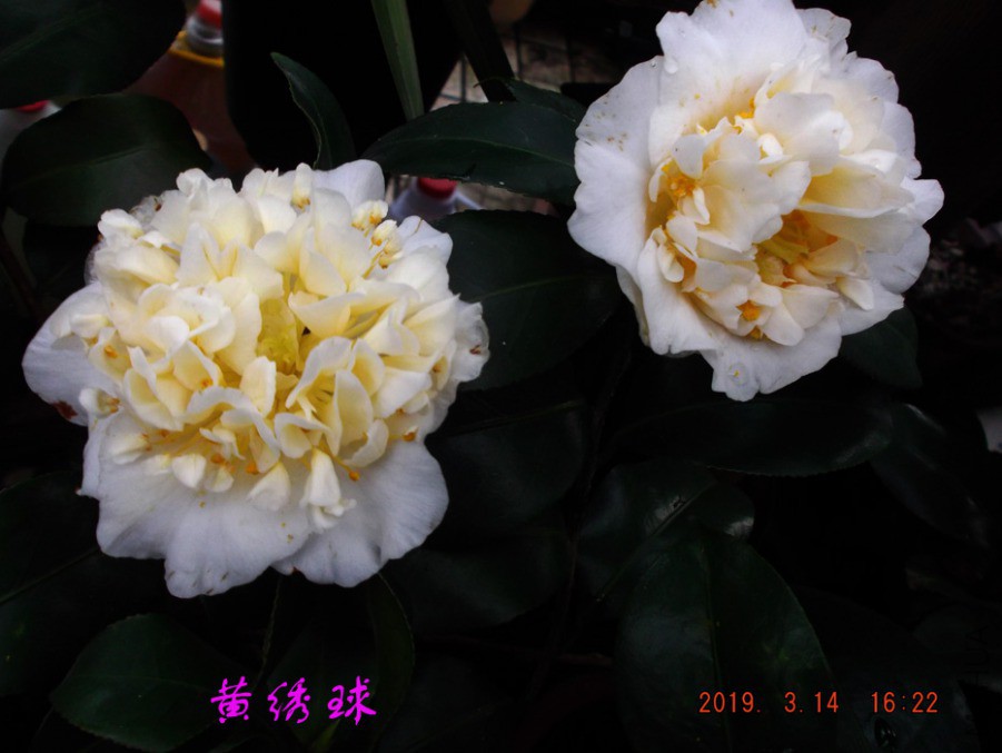 2019-3-14jx 027 ����w.jpg