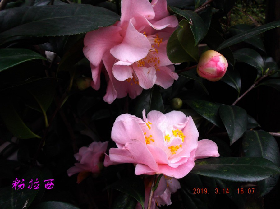 2019-3-14jx 006 ����w.jpg