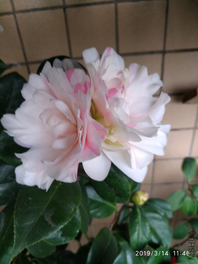 ΢��ͼƬ_20190314130218.jpg