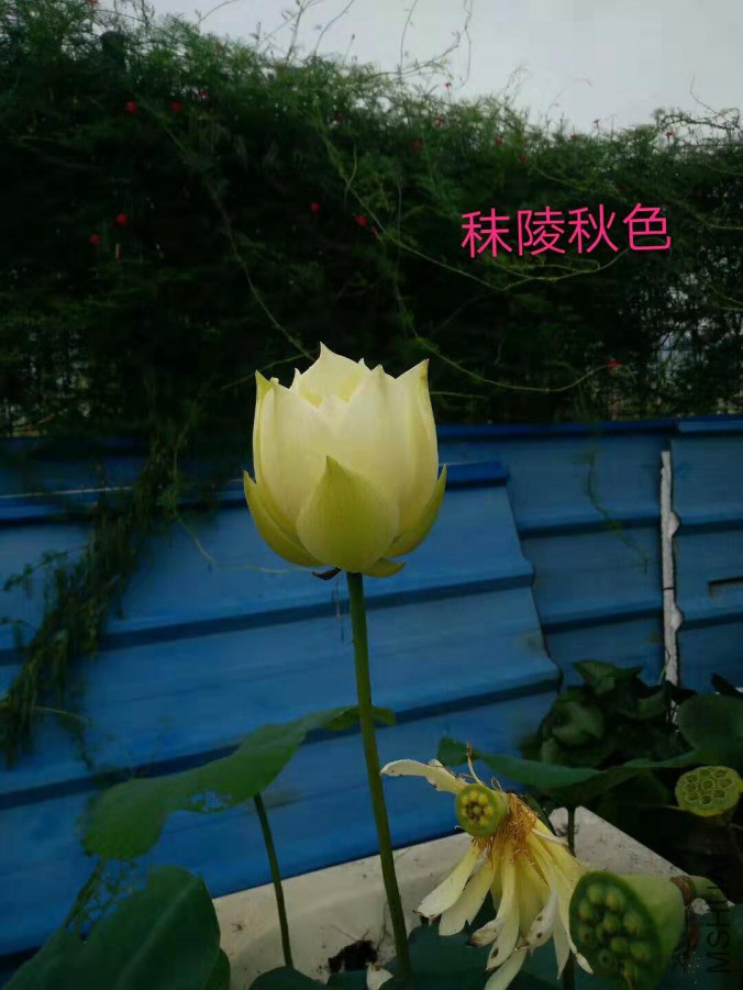 ΢��ͼƬ_201903150757366.jpg