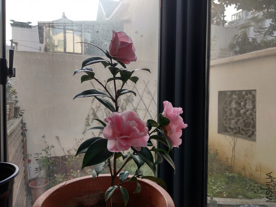 IMG_20190315_080305.jpg