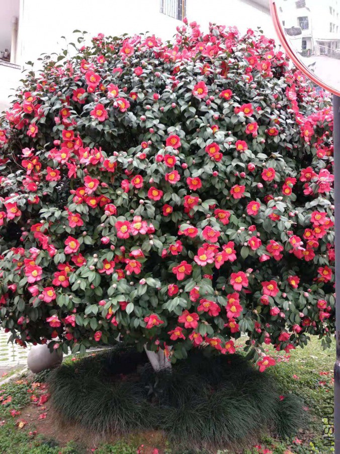WeChat Image_20190315171710.jpg