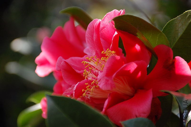 DSC_74300025.JPG