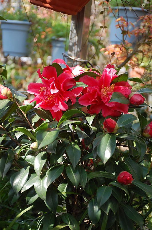DSC_74250020.JPG