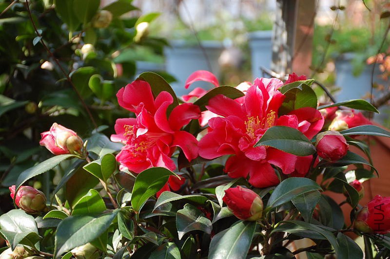 DSC_74310026.JPG