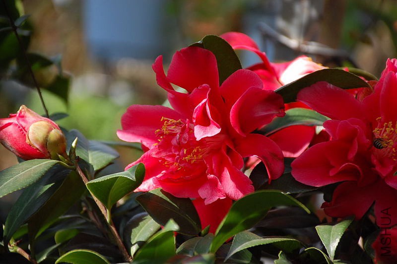 DSC_74190014.JPG