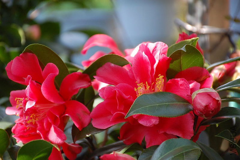 DSC_74280023.JPG