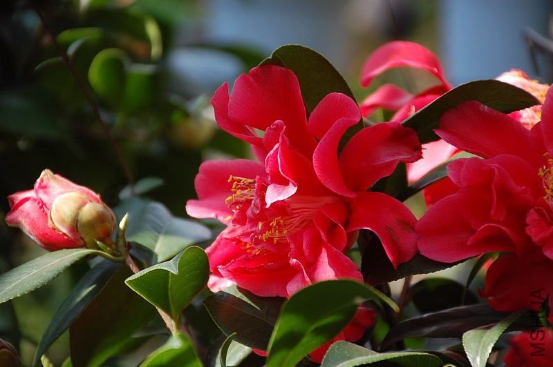 DSC_74330028.JPG