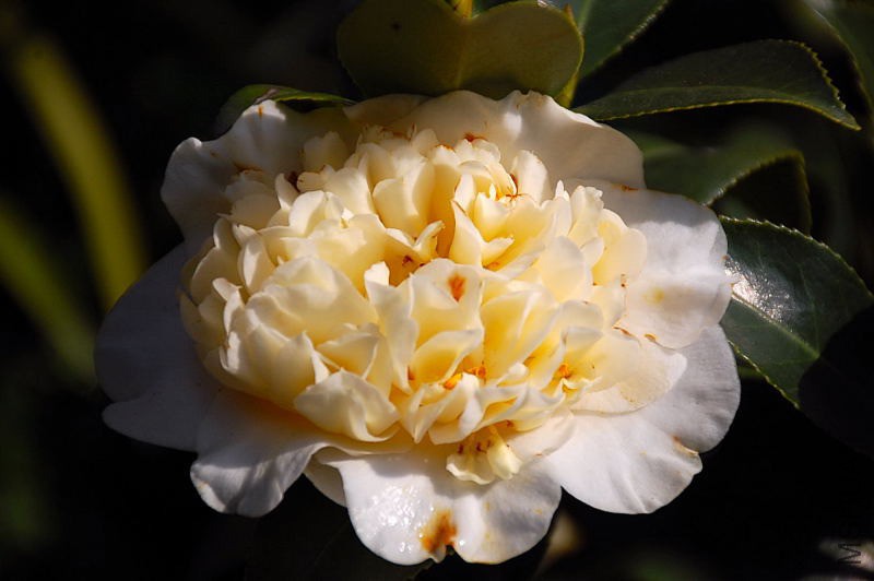 DSC_76050200.JPG