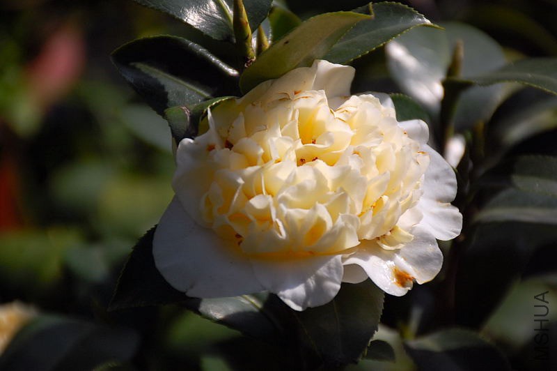 DSC_76130208.JPG