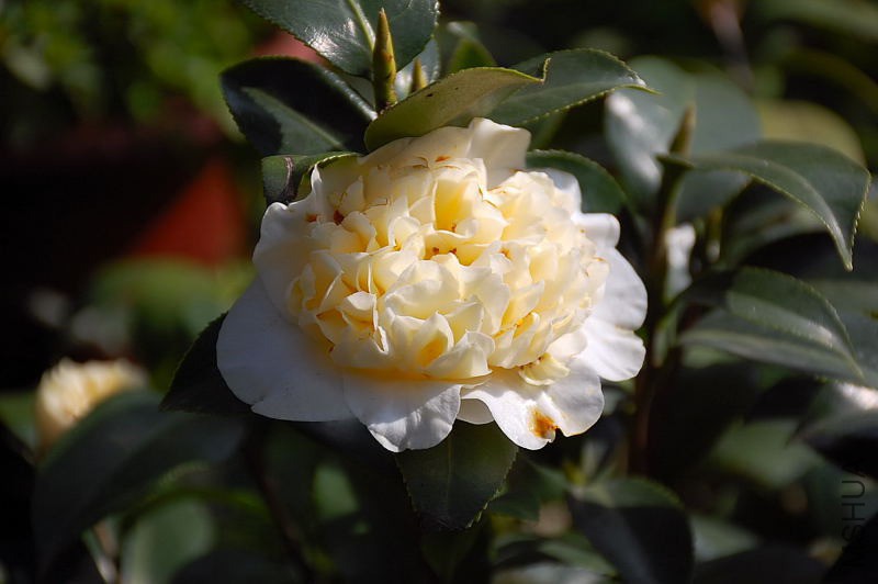 DSC_76030198.JPG
