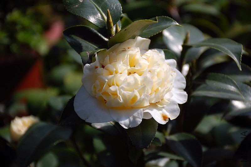 DSC_76260221.JPG