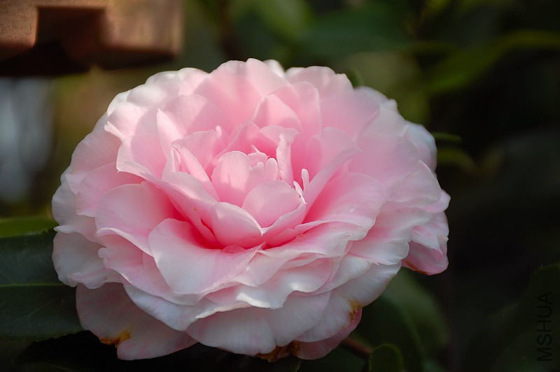 DSC_75400135.JPG