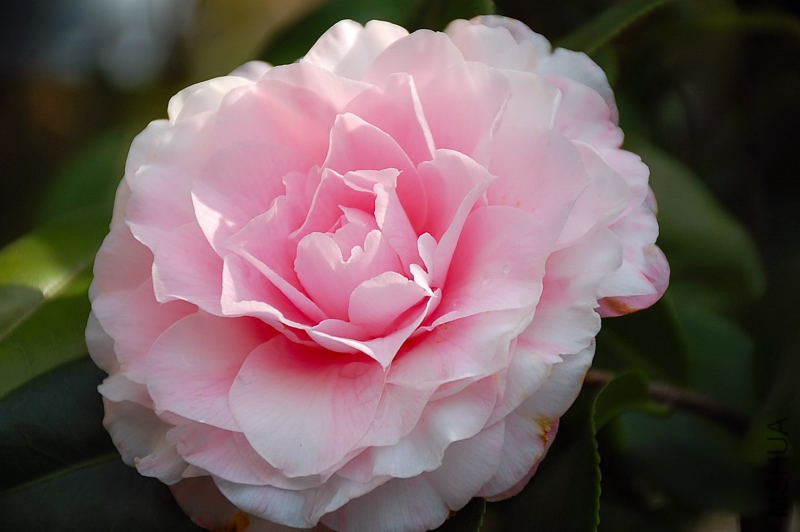 DSC_75450140.JPG