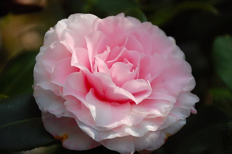 DSC_75470142.JPG