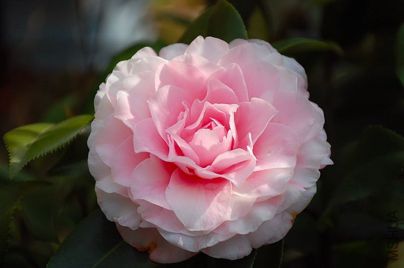 DSC_75550150.JPG