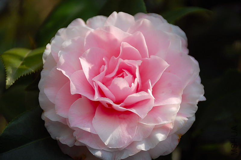 DSC_75530148.JPG