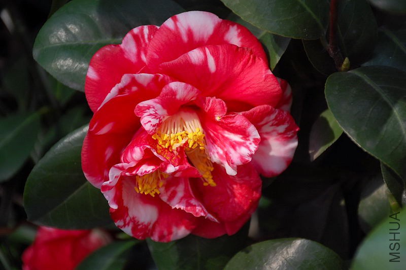 DSC_79370533.JPG