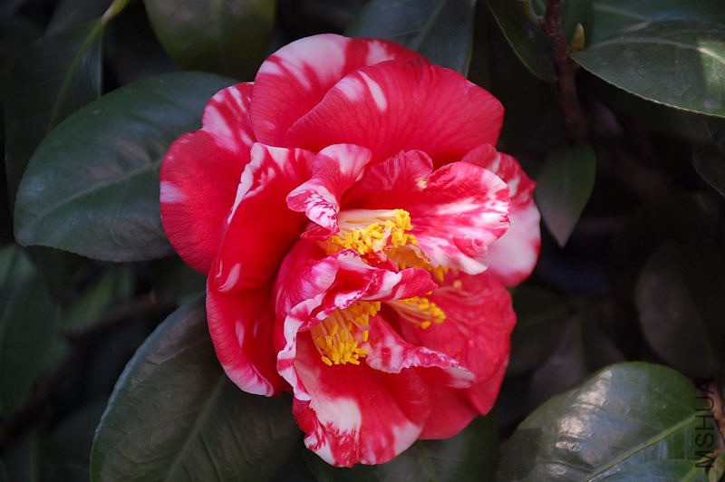 DSC_79540550.JPG
