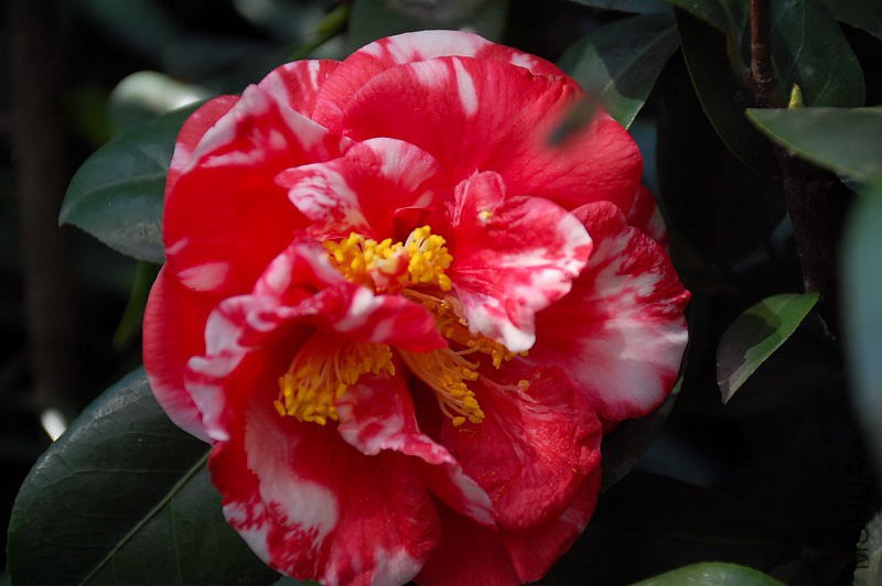 DSC_79150511.JPG