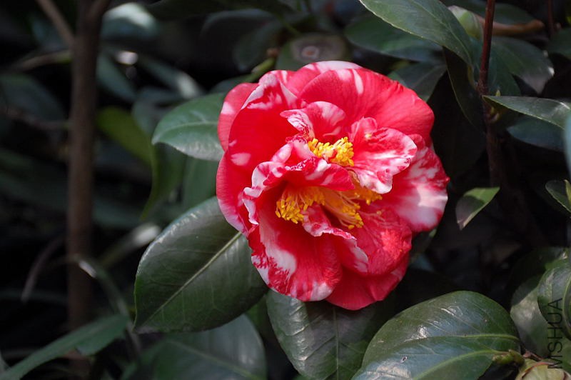 DSC_79390535.JPG