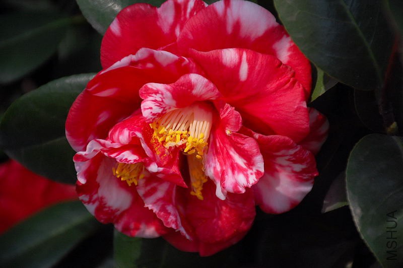 DSC_79460542.JPG