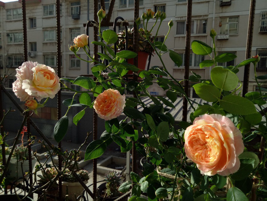IMG20190316081737.jpg
