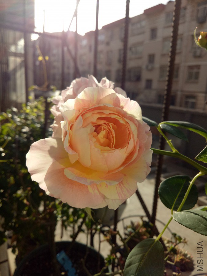 IMG20190316081634.jpg