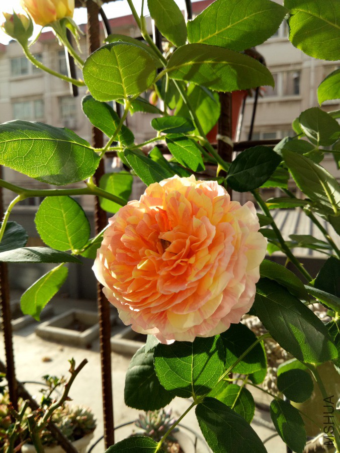 IMG20190316081612.jpg