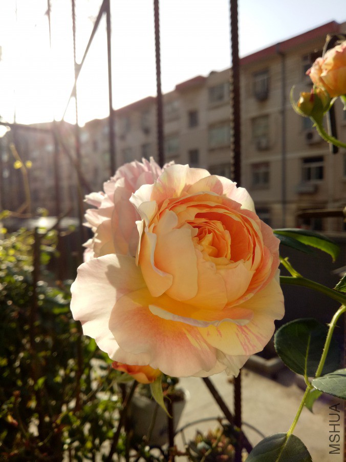 IMG20190316081551.jpg