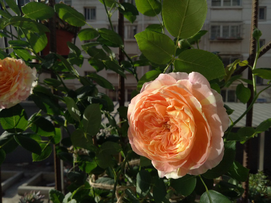IMG20190316081532.jpg